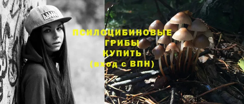 Псилоцибиновые грибы Psilocybe  Валуйки 